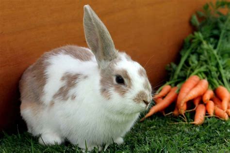 easter bunny origination
